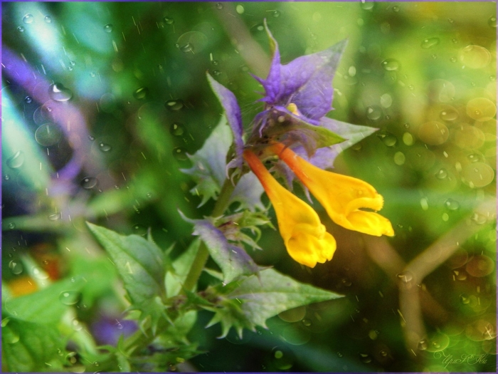 Растение иван да марья