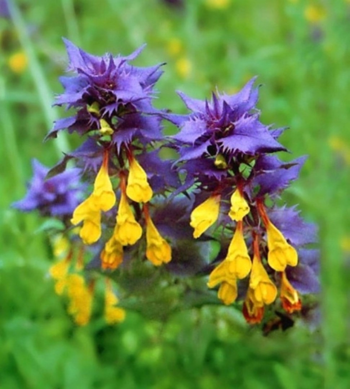 Марьянник дубравный иван да марья