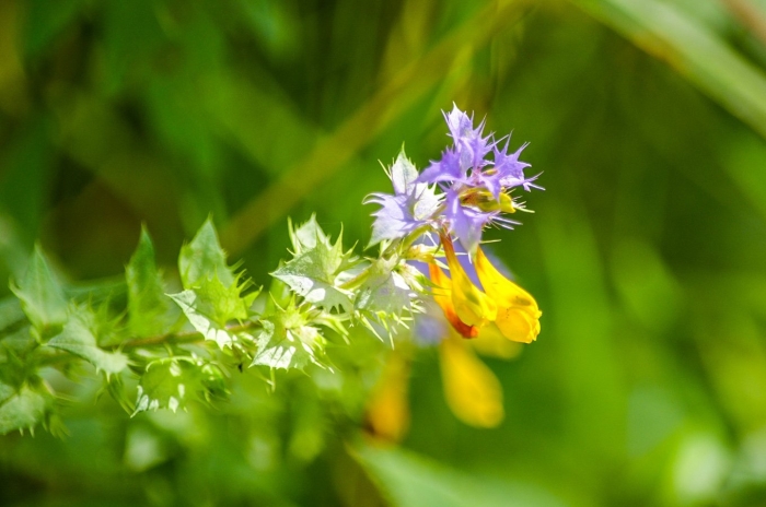 Цветок иван да марья