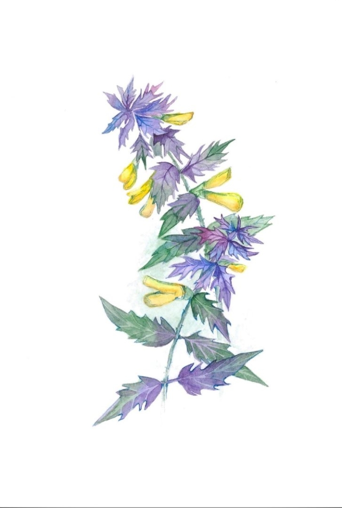 Марьянник дубравный