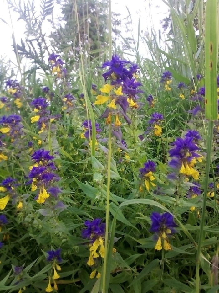 Марьянник полевой (иван-да-марья)