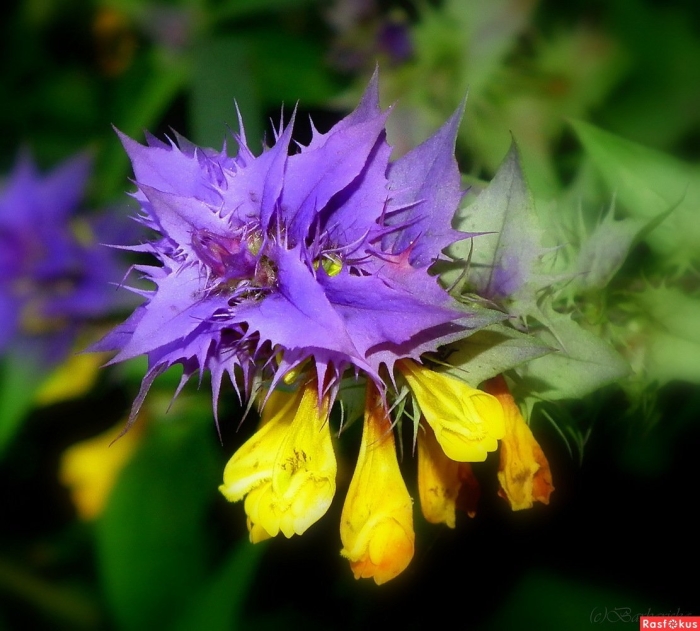 Марьянник дубравный