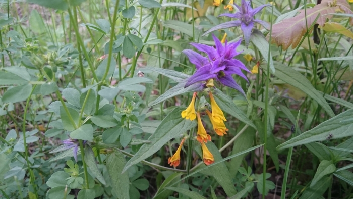 Марьянник дубравный плод