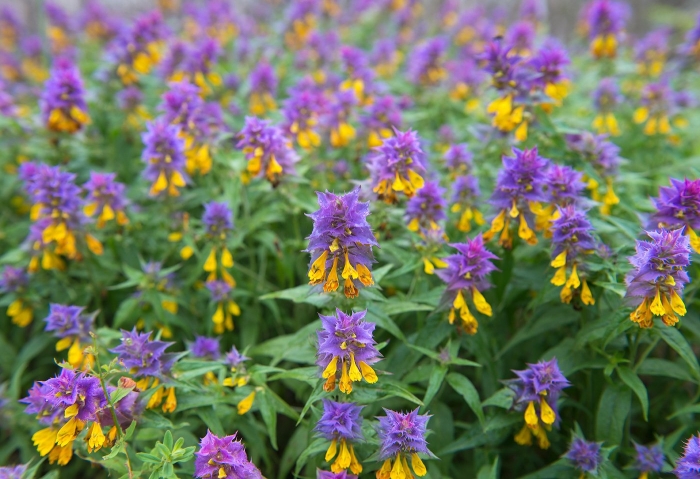 Марьянник луговой (melampyrum pratense)