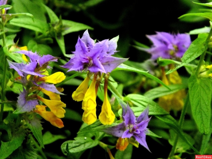 Марьянник серебристоприцветниковый