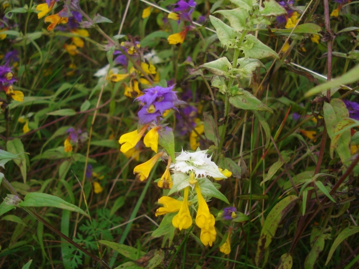 Иван да марья цветок