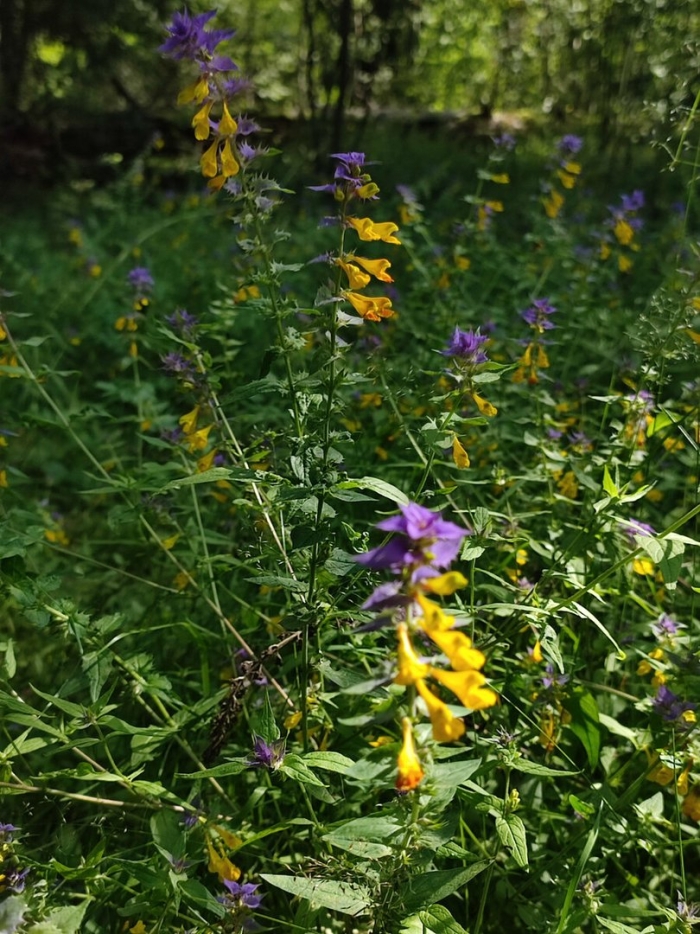 Марьянник дубравный