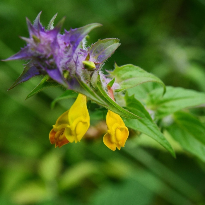 Марьянник полевой