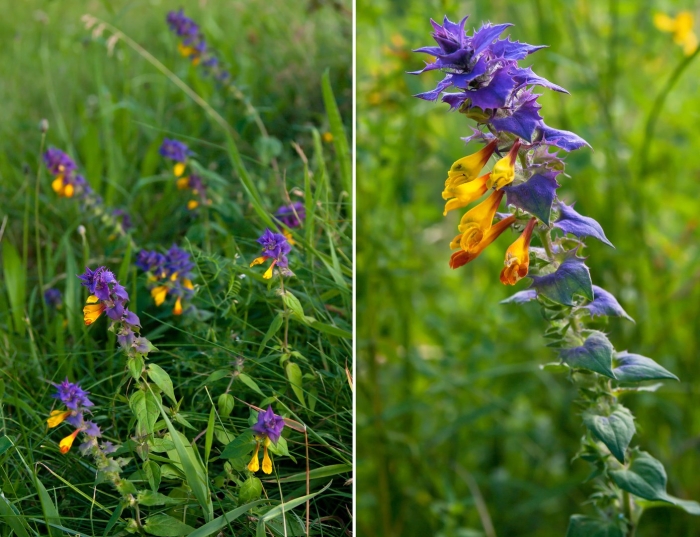 Марьянник дубравный