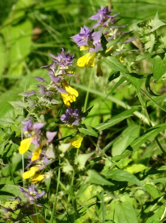 Марьянник дубравный иван да марья