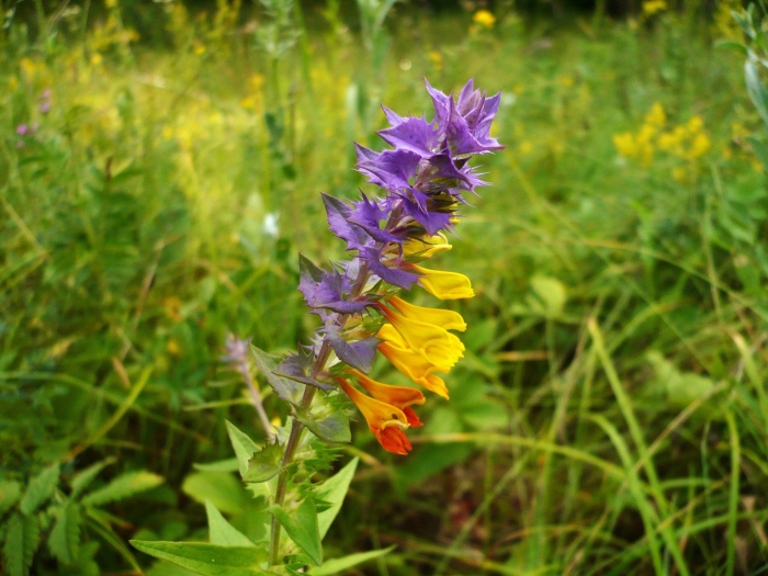 Марьянник дубравный