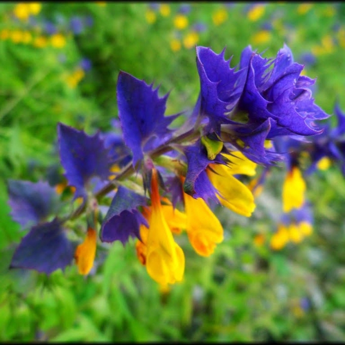 Марьянник дубравный