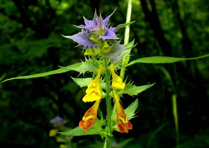 Марьянник дубравный