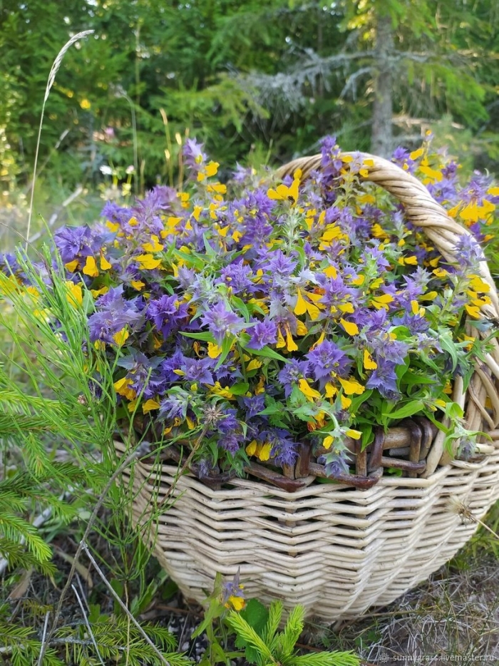 Иван да марья растение