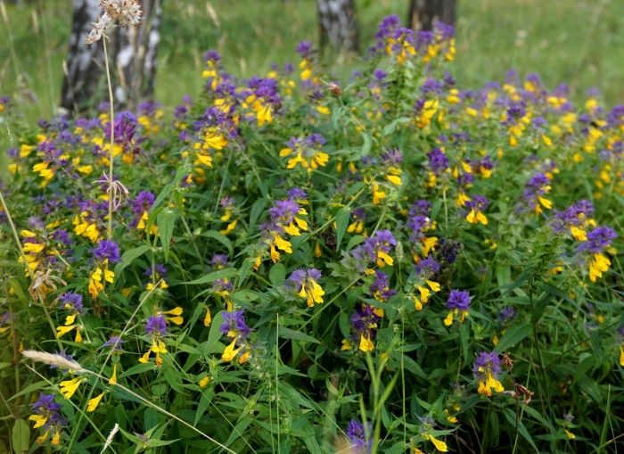 Марьянник дубравный