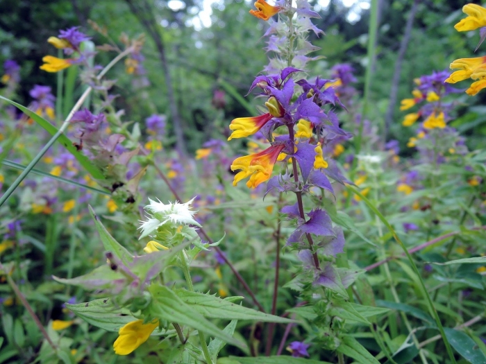 Марьянник дубравный