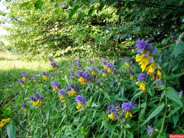 Марьянник полевой (иван-да-марья)