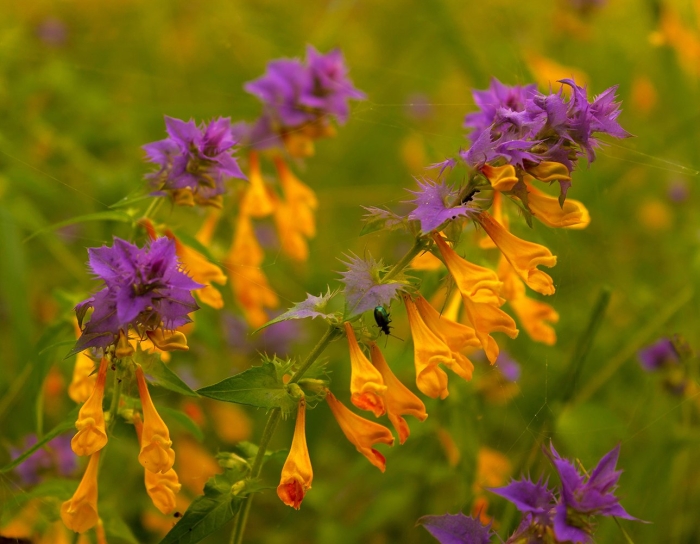 Марьянник дубравный