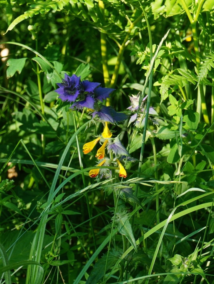 Марьянник полевой (иван-да-марья)