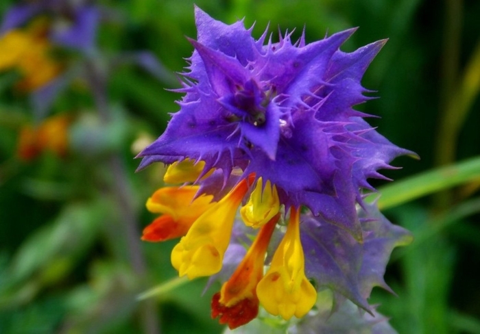 Растение иван да марья