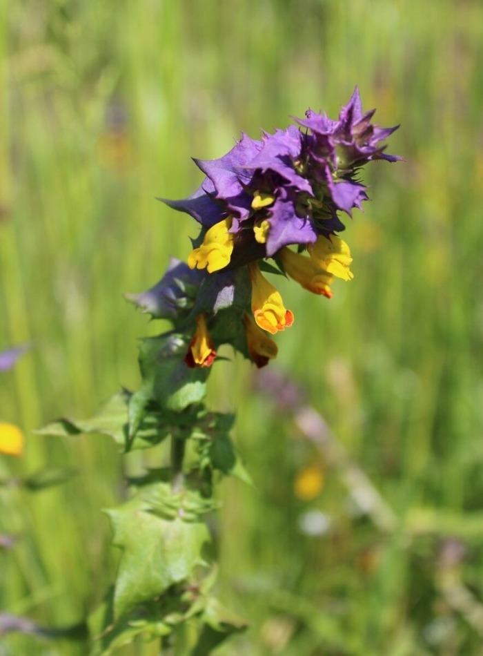 Марьянник дубравный