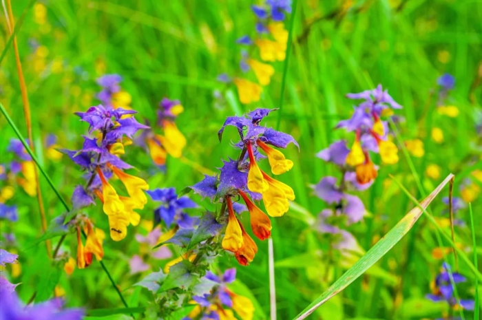 Марьянник дубравный цветок