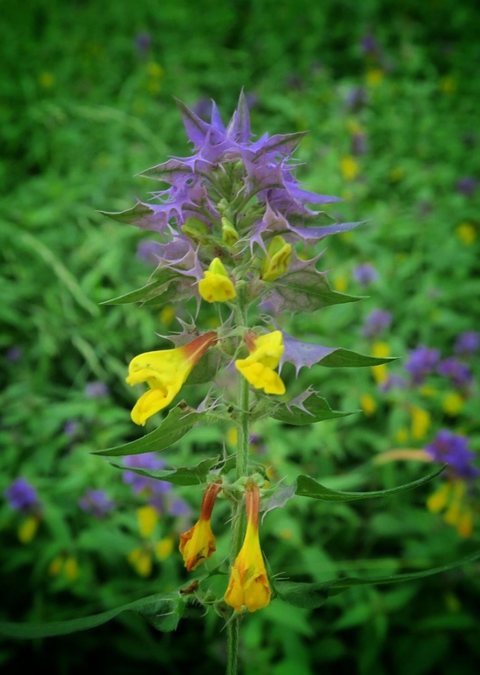 Марьянник дубравный