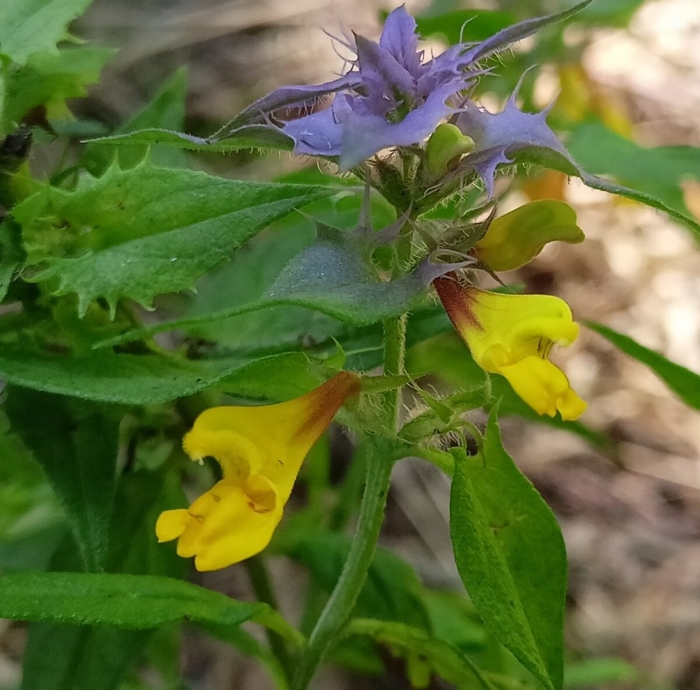 Марьянник дубравный