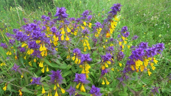 Марьянник дубравный