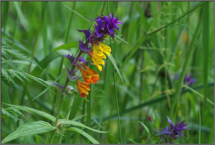 Марьянник дубравный