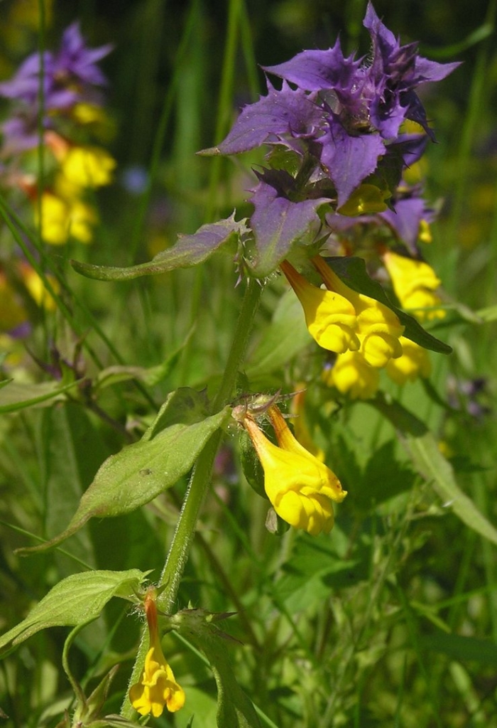 Марьянник полевой