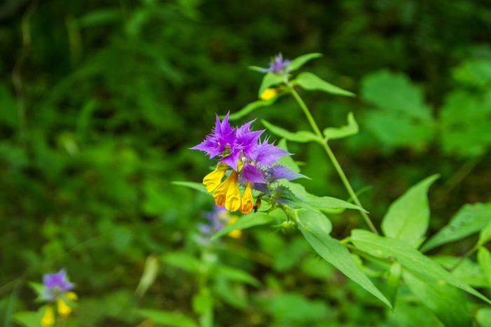 Марьянник дубравный