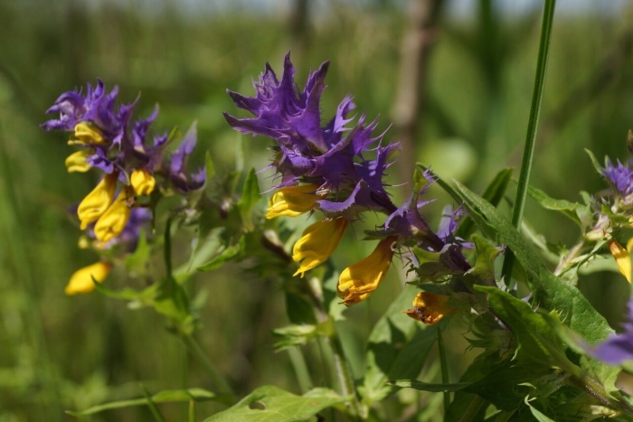 Марьянник дубравный