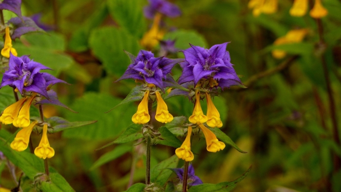 Марьянник дубравный иван-да-марья melampyrum