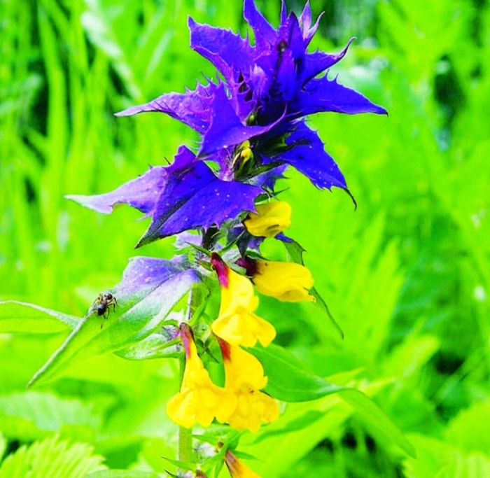 Марьянник дубравный