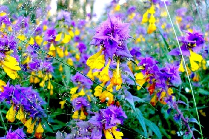 Иван да марья цветок