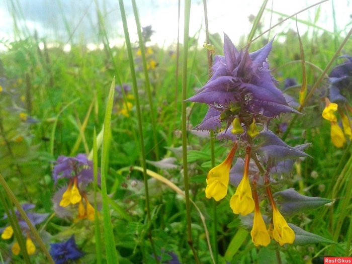 Марьянник дубравный