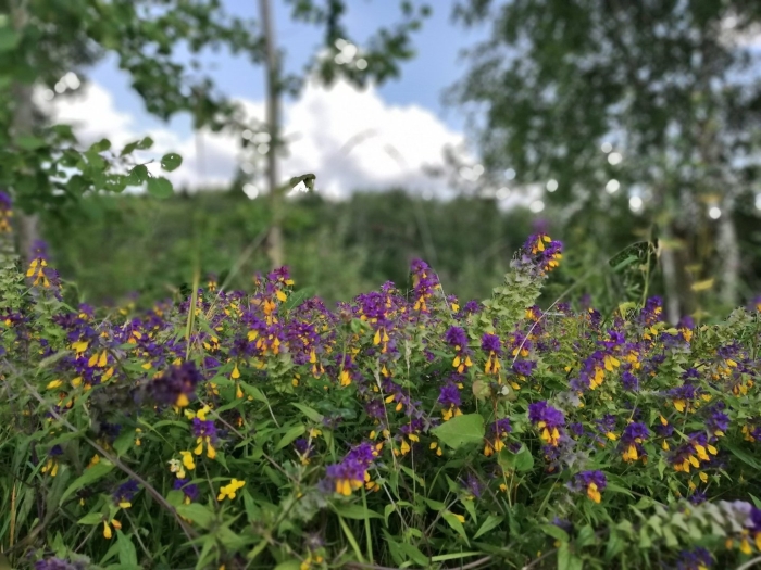 Марьянник дубравный