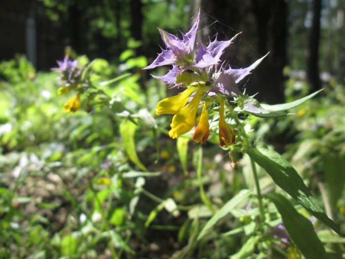 Марьянник дубравный