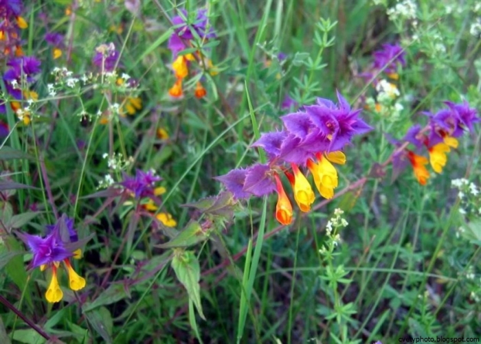 Марьянник дубравный