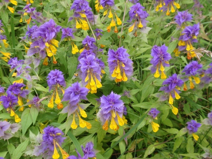 Марьянник дубравный