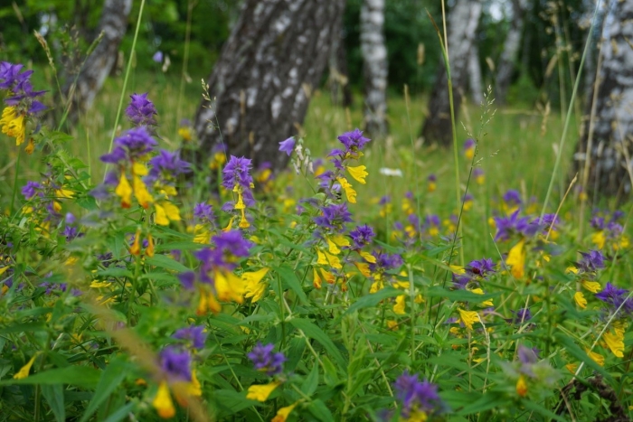 Лесные цветы иван да марья