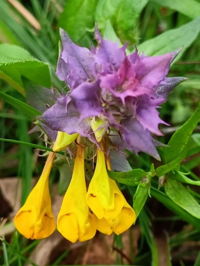 Марьянник лесной