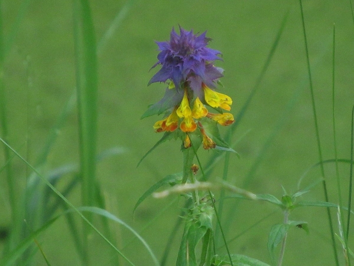 Марьянник дубравный