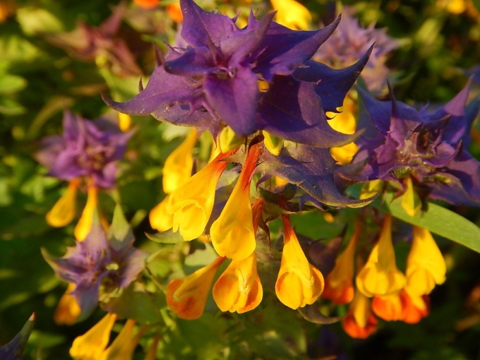 Марьянник дубравный