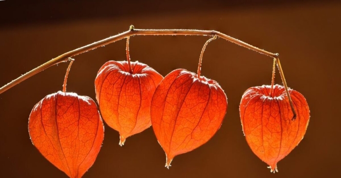 Физалис растение