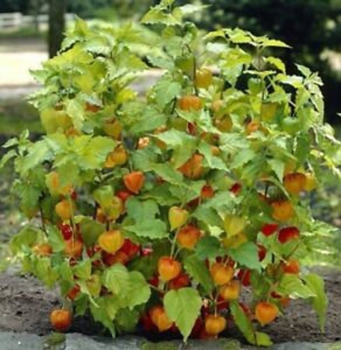 Физалис вкусная забава