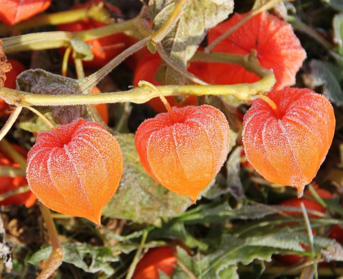 Физалис плод