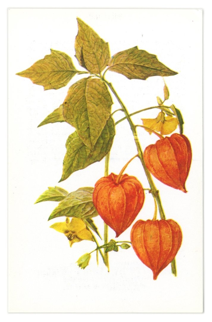 Физалис ботанический рисунок