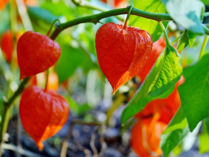 Физалис семейство пасленовые